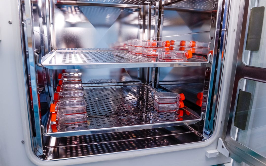 How To Clean Cell Culture Incubator - Investigationsupply Eslowtravel